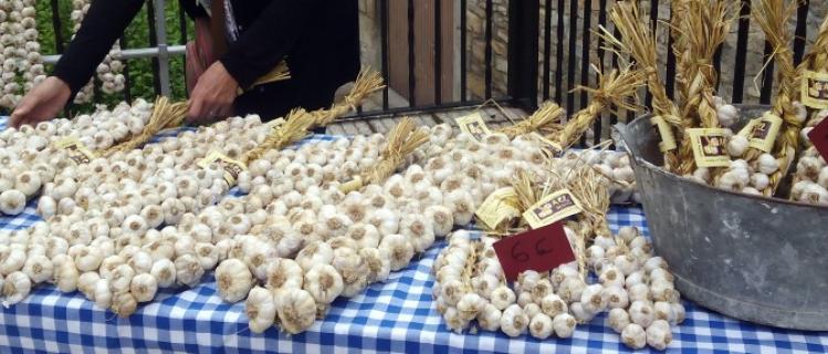 Garlics of cal Margarido