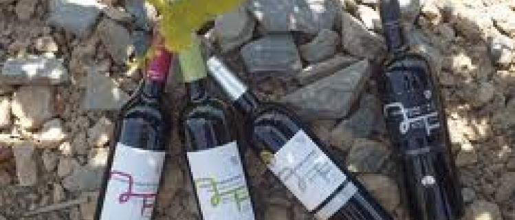 Découvrez la production de vin dans la cave de Mas Foraster